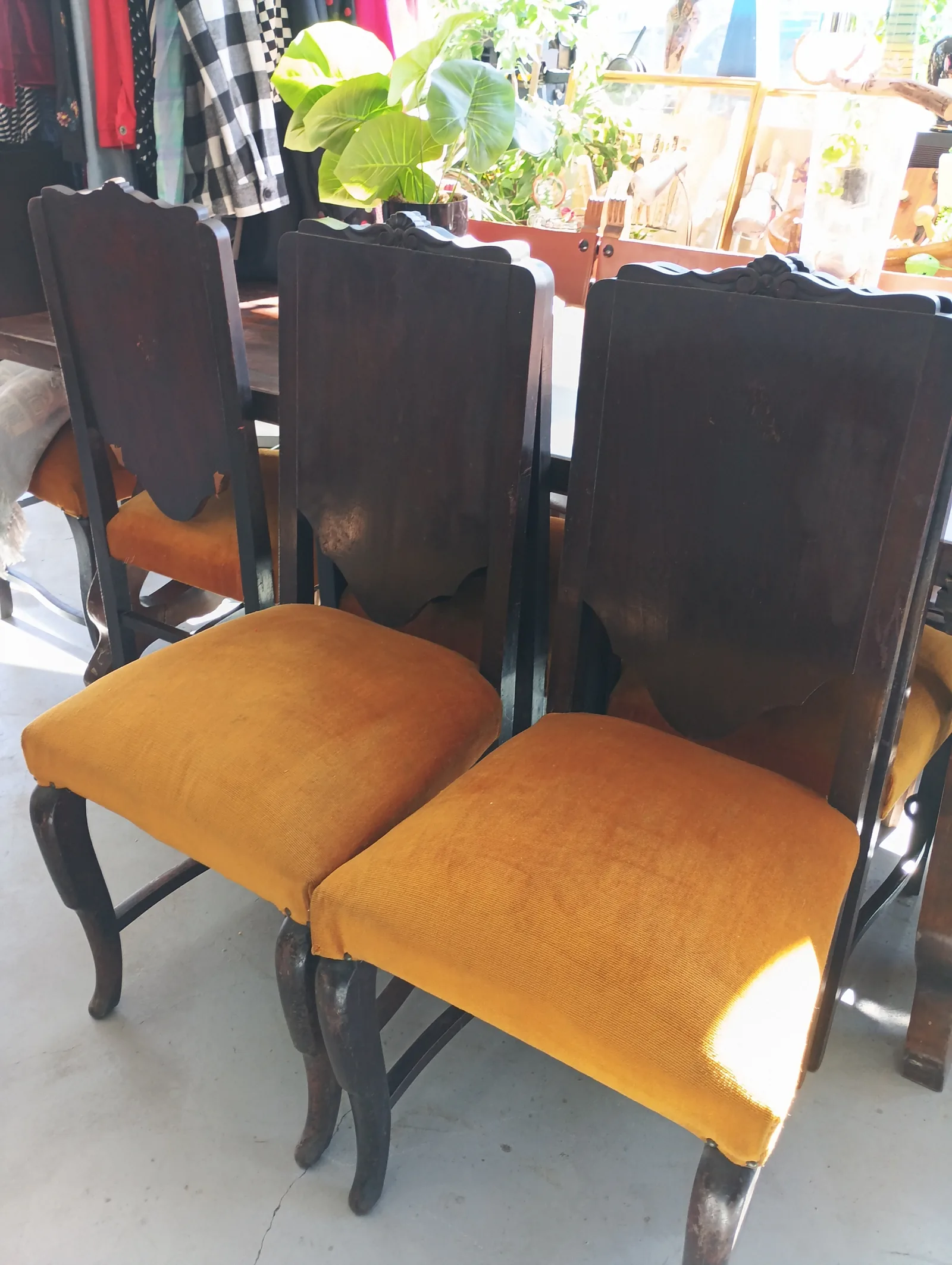 Lote de 6 sillas antiguas modernistas – Terciopelo - Imagen 9