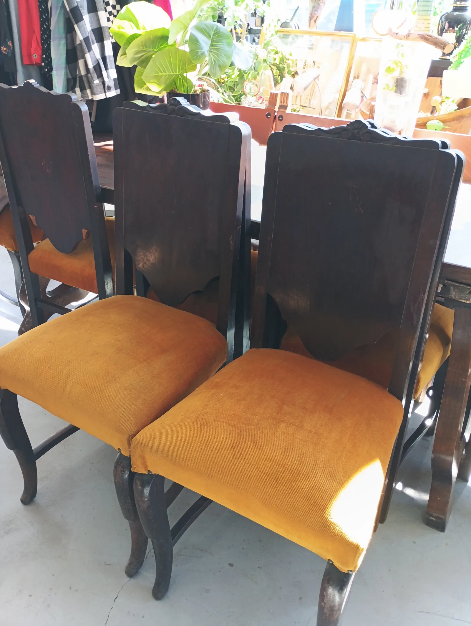 Lote de 6 sillas antiguas modernistas – Terciopelo - Imagen 8